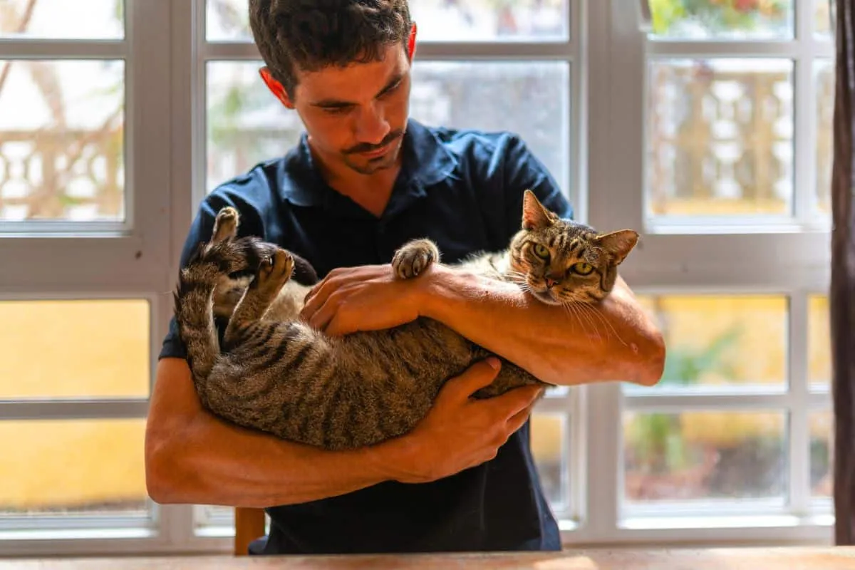 Geheimnisse im Katzengehirn: Ein Blick auf das Gedächtnis der Katzentiere