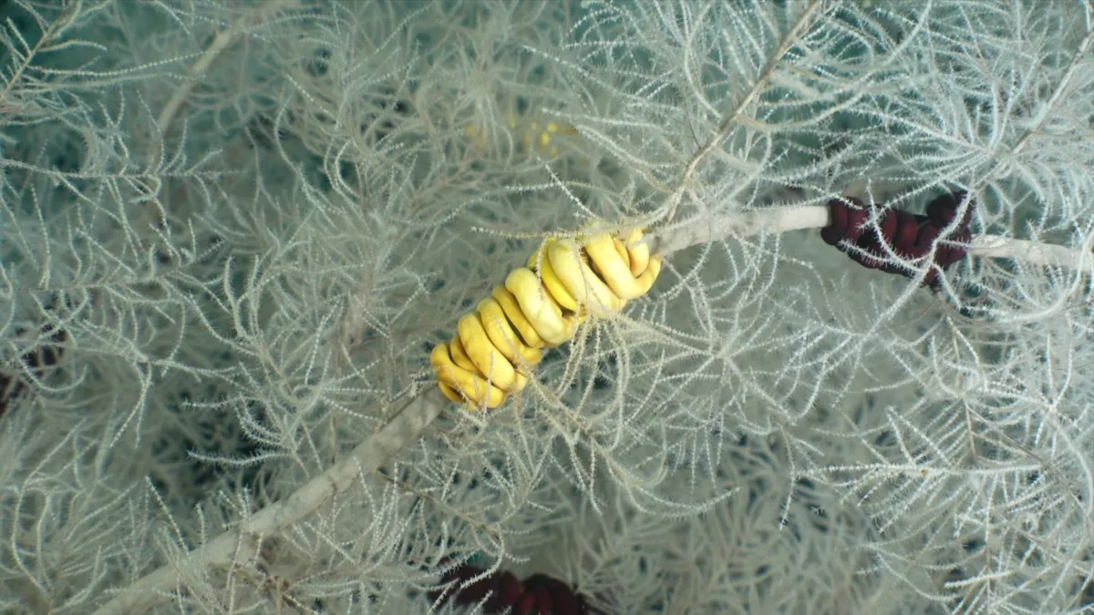 Seltene Riesenkoralle vor Neuseelands Küste entdeckt