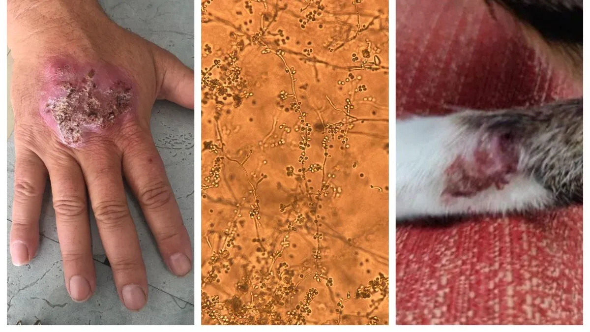 Neue Pilzart löst in Uruguay einen Ausbruch aus: Übertragung von Katzen auf Menschen