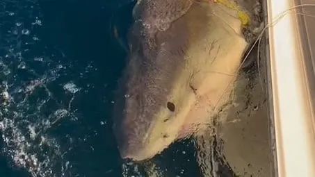 Riesenhai „Contender“ mit Sender vor der Küste von South Carolina gesichtet